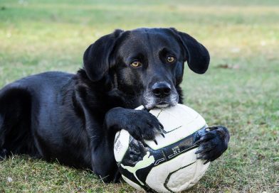 cane-pallone