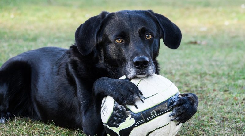 cane-pallone