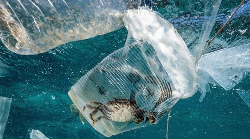 Bioplastiche: via libera al loro utilizzo nei monouso 9