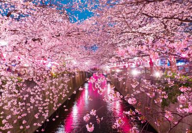 I luoghi migliori a Tokyo per ammirare i fiori di ciliegio