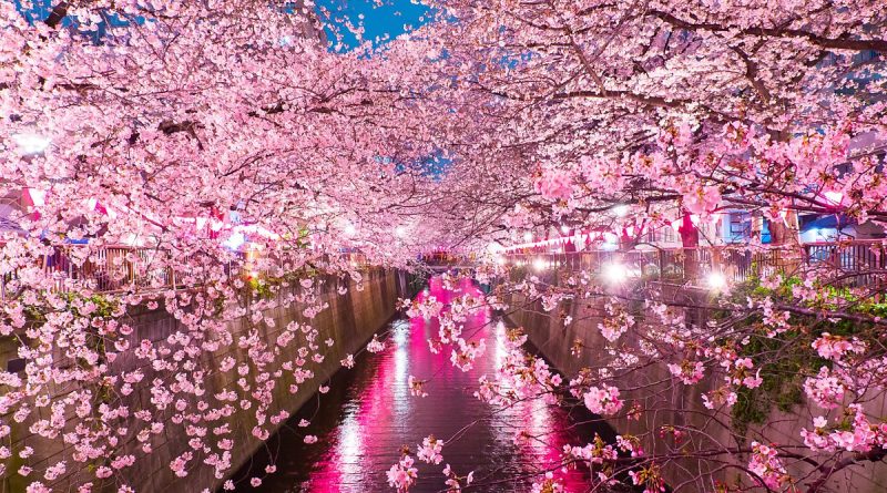 I luoghi migliori a Tokyo per ammirare i fiori di ciliegio 3