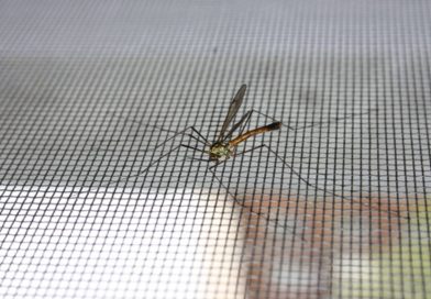 Zanzariere: come e perché adoperarle?