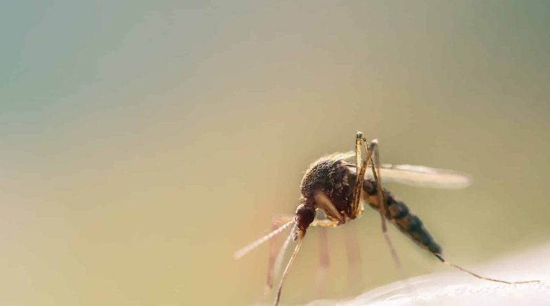 rimedi naturali contro le zanzare
