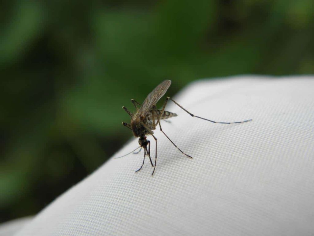 Zanzariera: la soluzione ideale per difendere le finestre dagli insetti volanti 2 Zanzariera: la soluzione ideale per difendere le finestre dagli insetti volanti 1