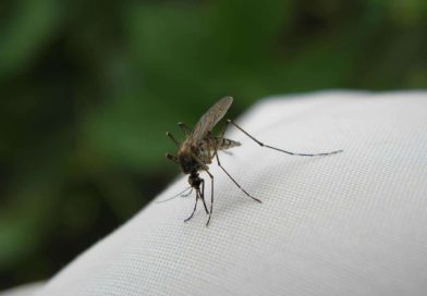 Zanzariera: la soluzione ideale per difendere le finestre dagli insetti volanti