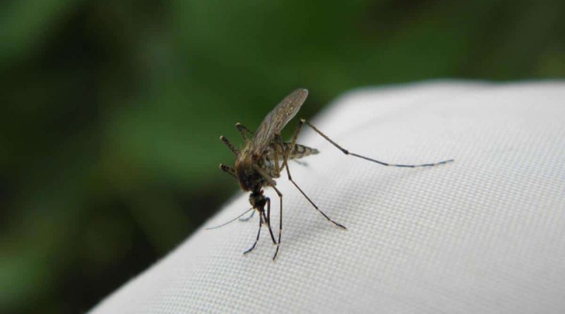 Zanzariera: la soluzione ideale per difendere le finestre dagli insetti volanti 19